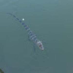 Meet your Posher, Lo're'al